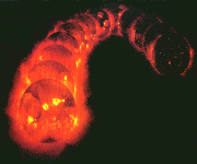 Annorlunda solcykel. Foto: NASA/ACE