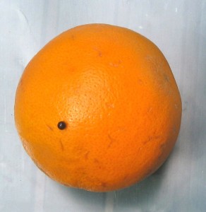 venussol(2)