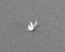Foto; NASA