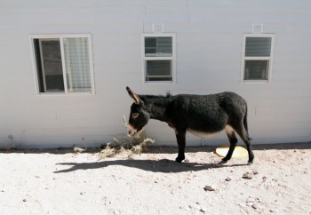 burrosmall-1024x709