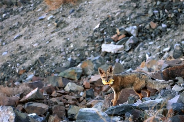 fox_escaping-cc