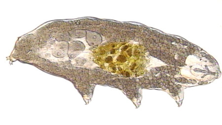 macrobiotus