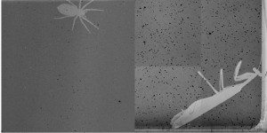 bugs-e1455972847477[1]