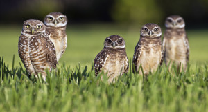1024px-Athene_cunicularia_20110524_02[1]